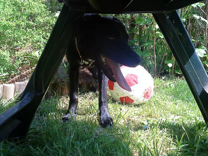 Blanding af racer Laura billede 3