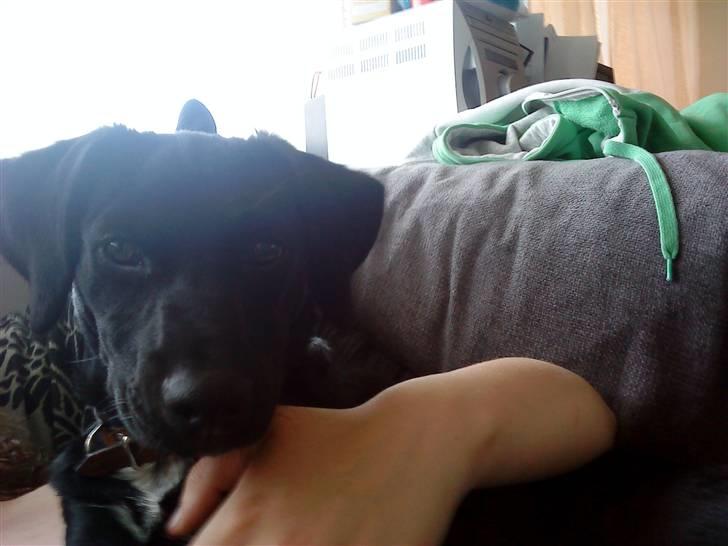 Blanding af racer Laura billede 4