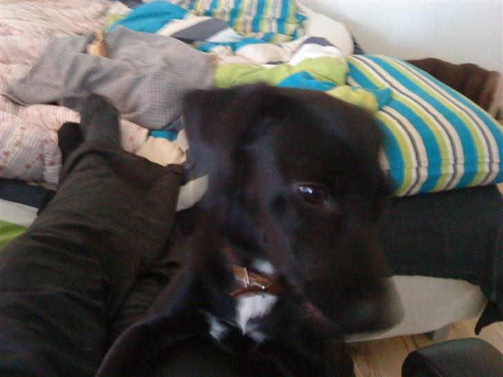 Blanding af racer Laura billede 5