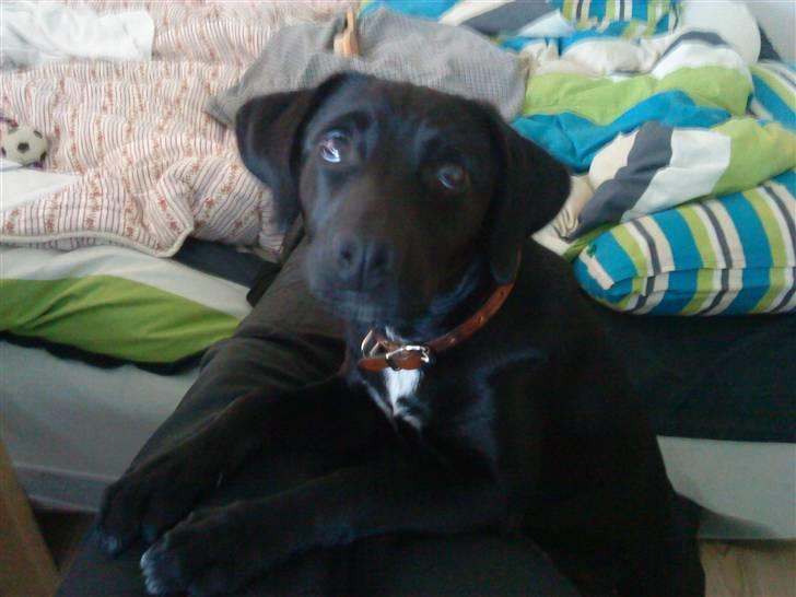 Blanding af racer Laura billede 6