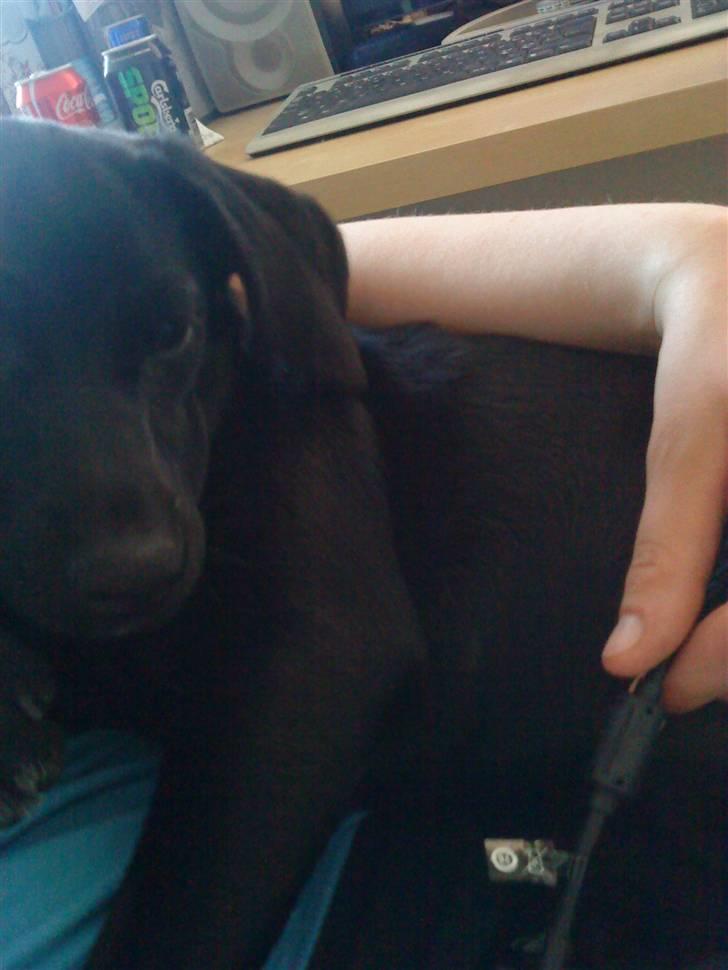 Blanding af racer Laura billede 7