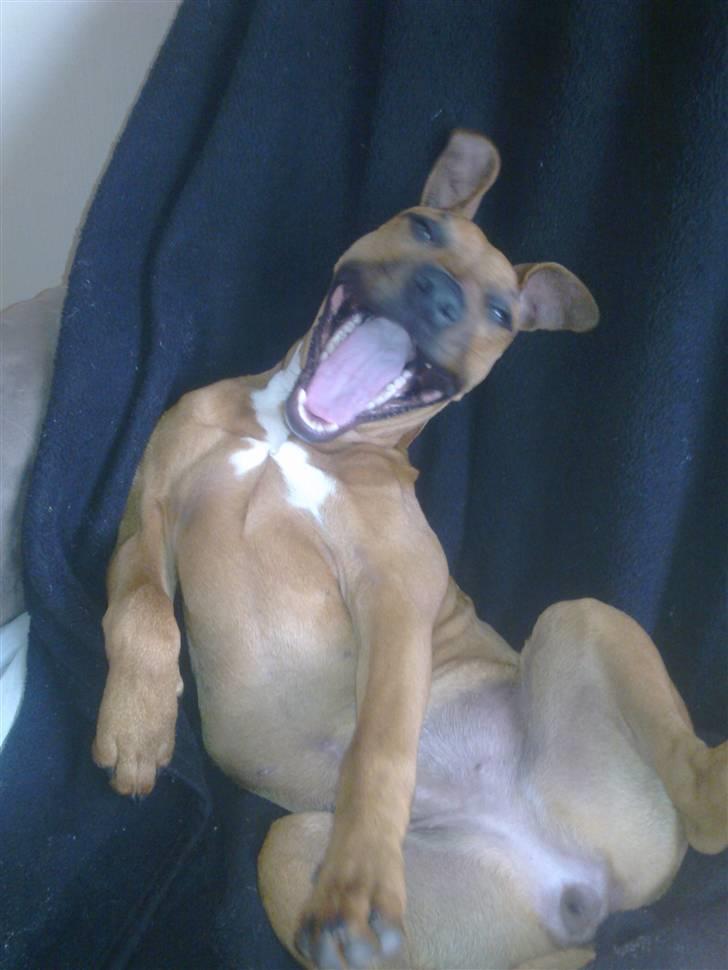 Amerikansk staffordshire terrier Mille - "hahaahahha" siger Mille billede 16