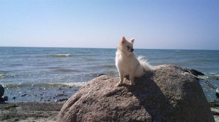Pomeranian Saby:) (MIN) billede 10