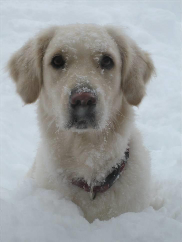 Golden retriever Freja billede 1