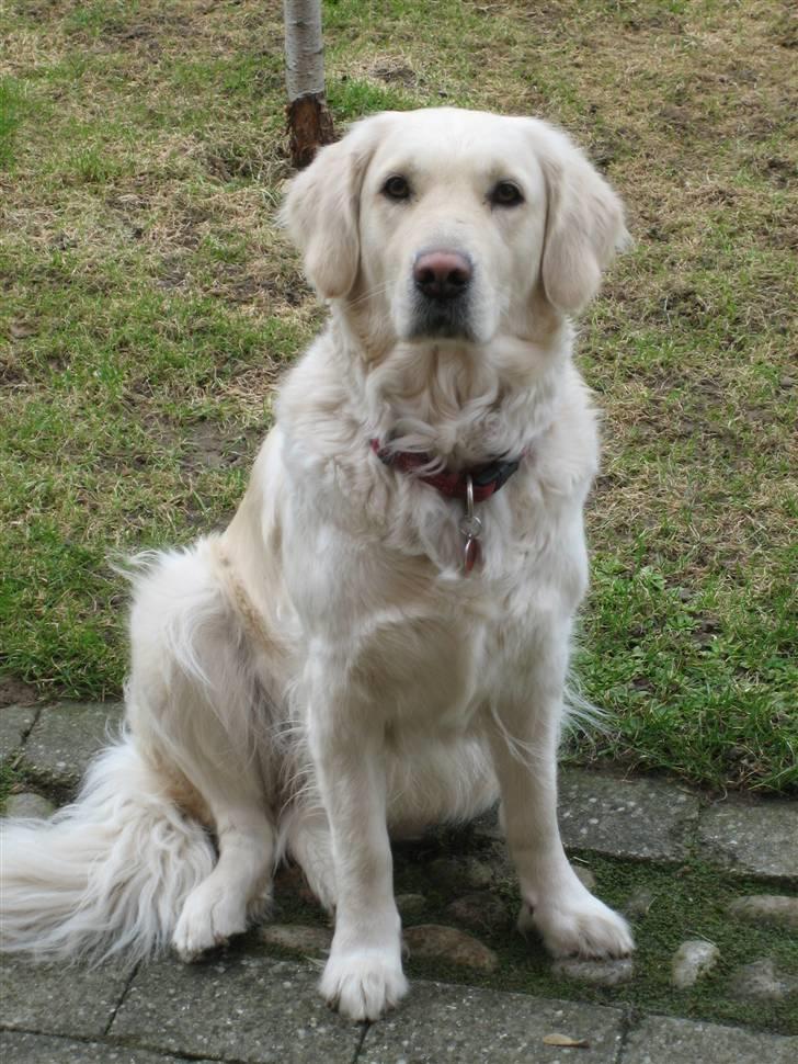 Golden retriever Freja billede 2
