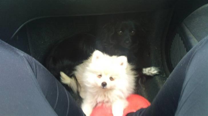 Pomeranian Saby:) (MIN) billede 3