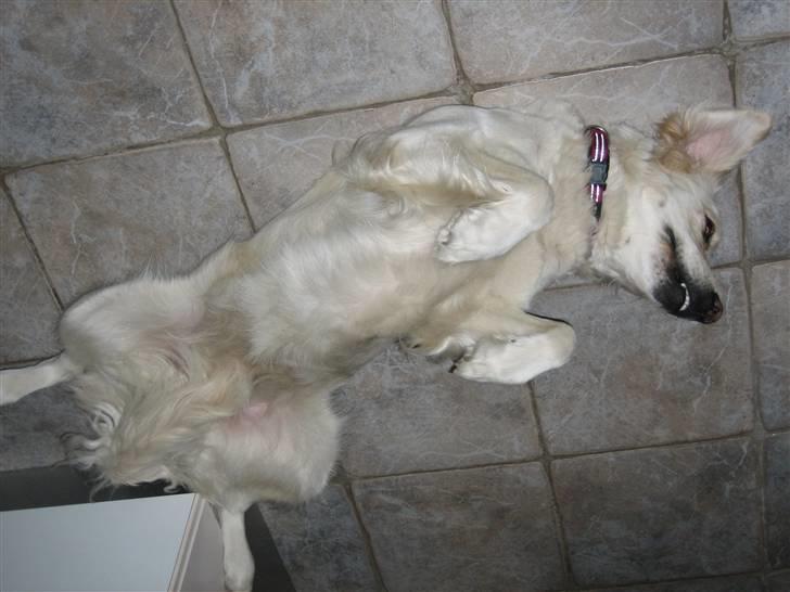 Golden retriever Freja billede 3