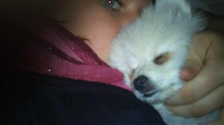 Pomeranian Saby:) (MIN) billede 5