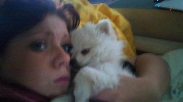 Pomeranian Saby:) (MIN) billede 6