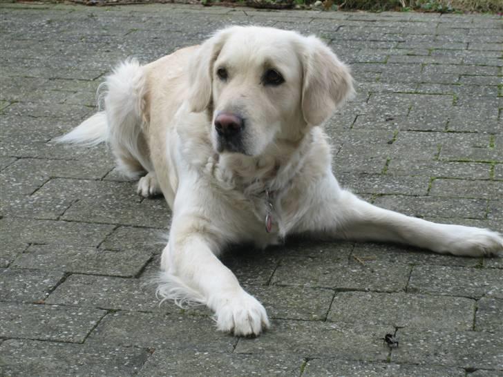 Golden retriever Freja billede 4