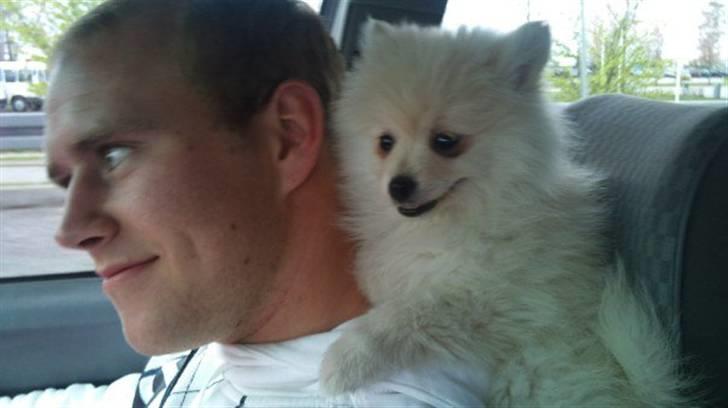 Pomeranian Saby:) (MIN) billede 8