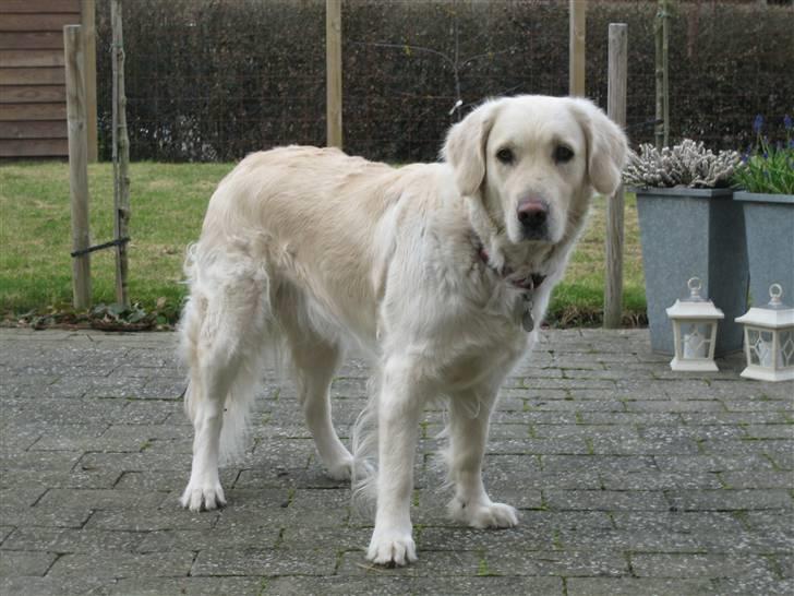 Golden retriever Freja billede 5