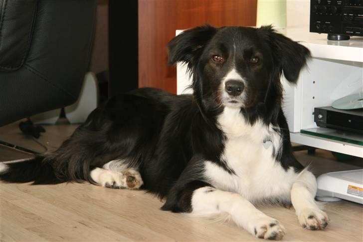 Border collie Freja billede 1