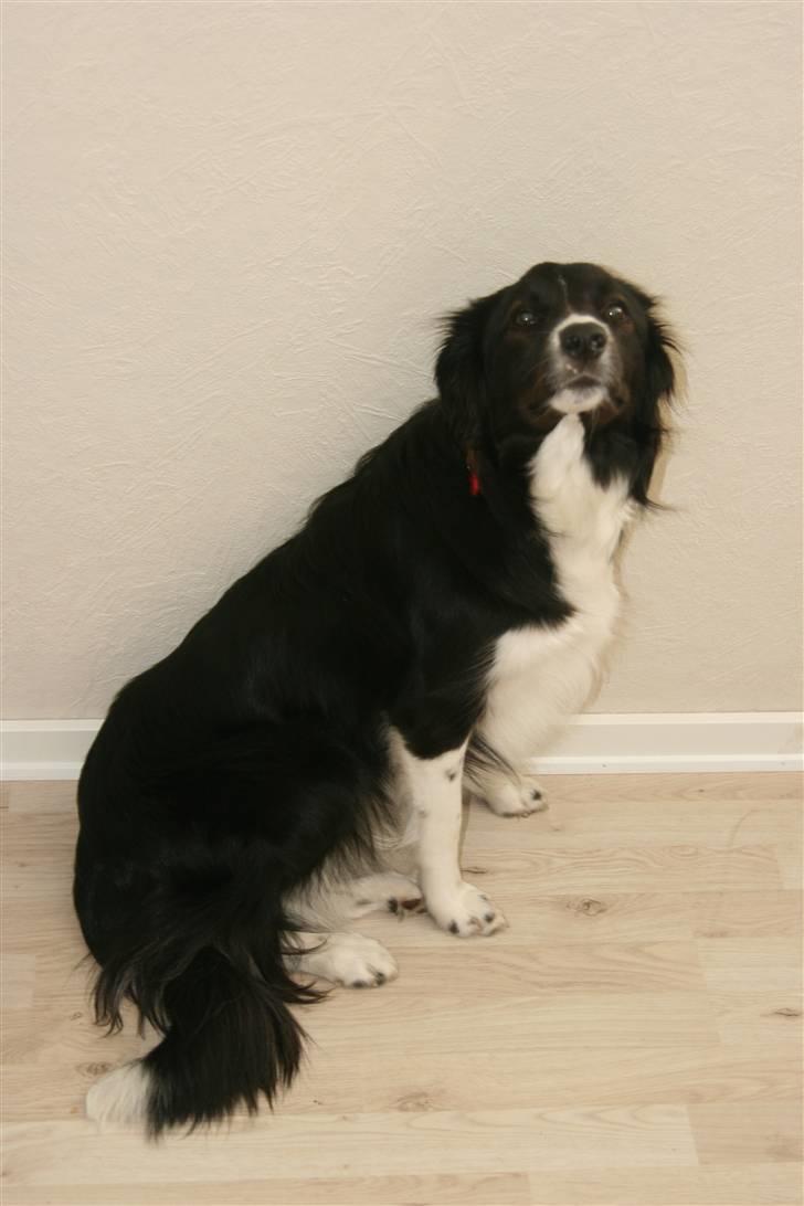 Border collie Freja billede 2