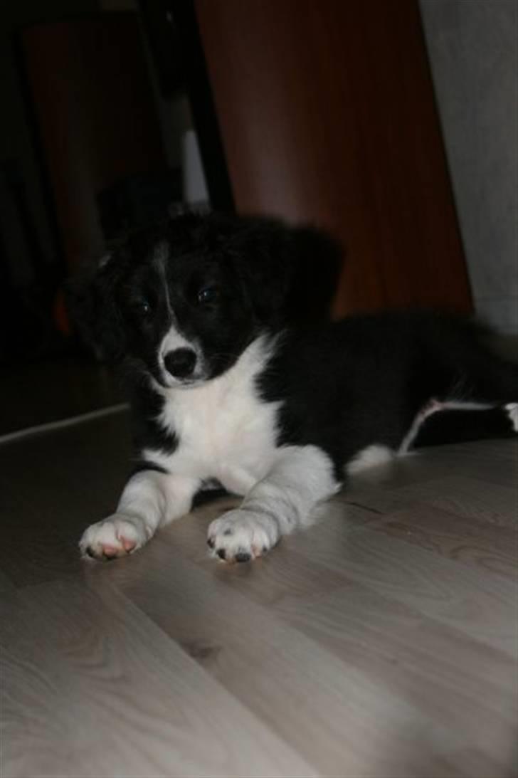 Border collie Freja billede 3