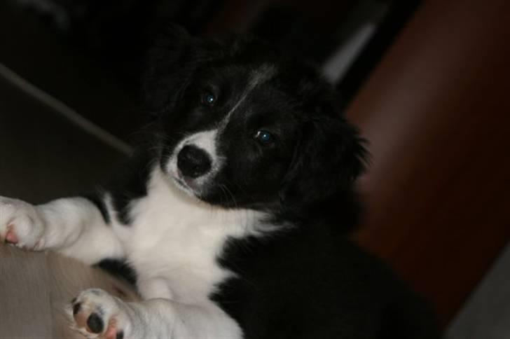 Border collie Freja billede 4