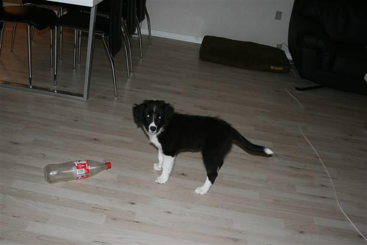 Border collie Freja billede 5