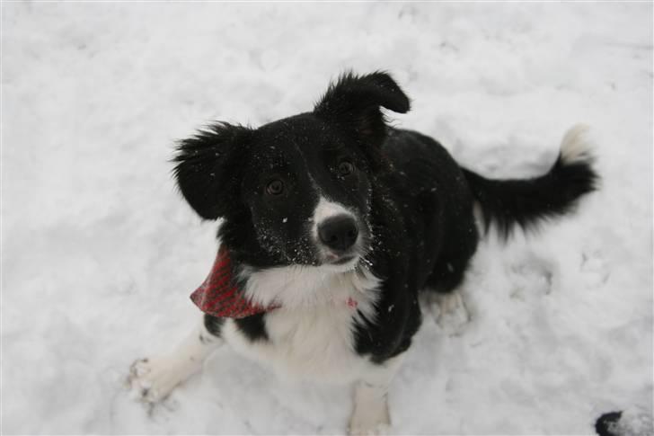 Border collie Freja billede 6