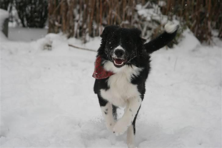 Border collie Freja billede 9