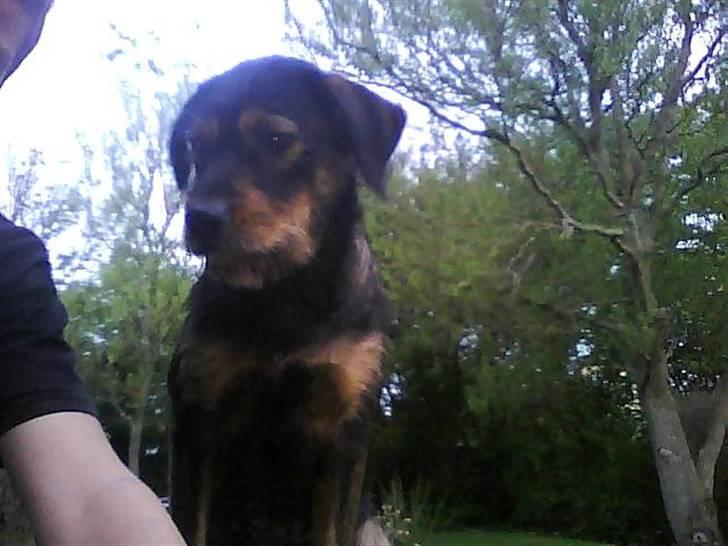 Blanding af racer simoe billede 1