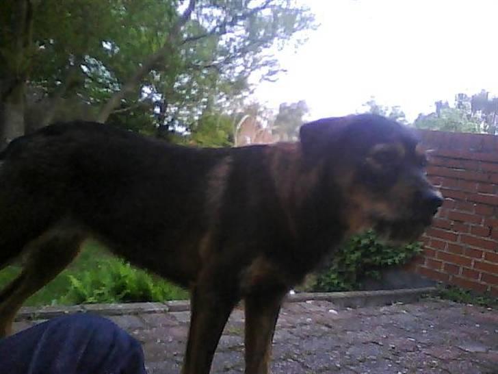 Blanding af racer simoe billede 2