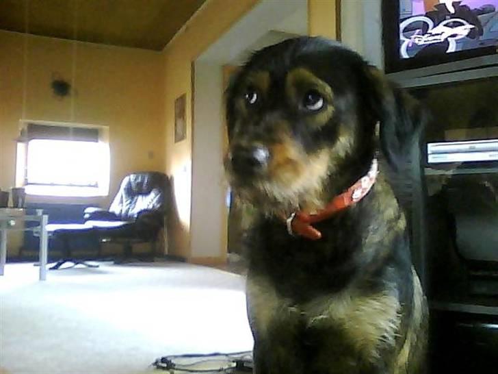 Blanding af racer simoe billede 3