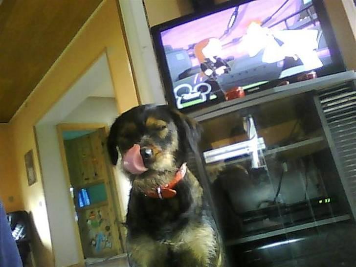 Blanding af racer simoe - lækkert hehe billede 4