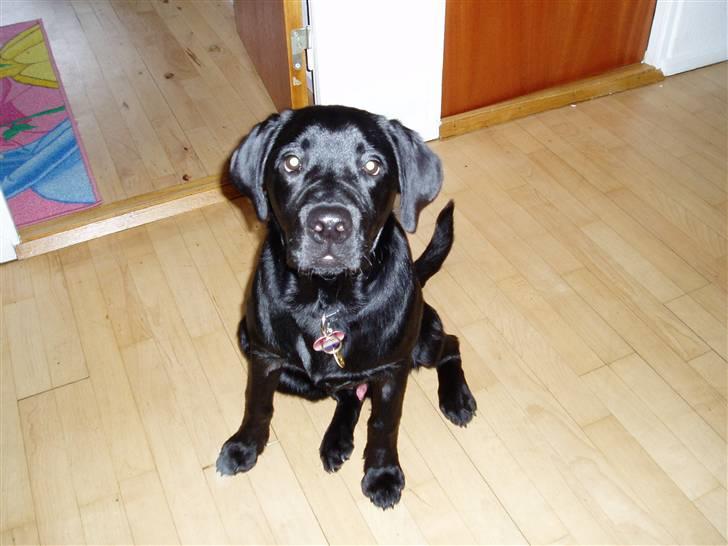 Labrador retriever Nando R.I.P - Nando 5 mdr... Stor dejlig og fræk dreng... billede 17