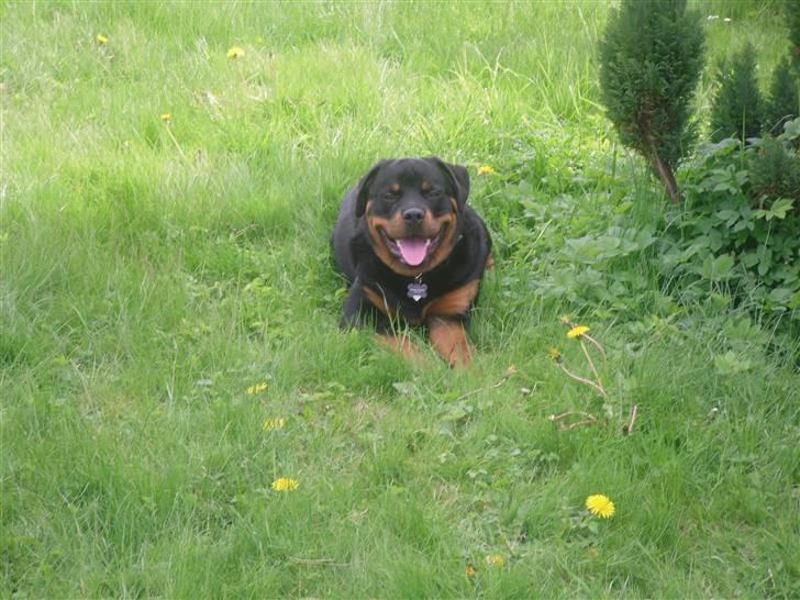 Rottweiler Bjørn Junior - Sidste billede af Junior, en meget glad og tilfreds hund nyder det dejlige vejr... billede 14