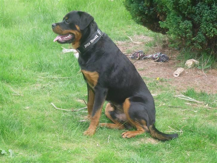 Rottweiler Bjørn Junior billede 15