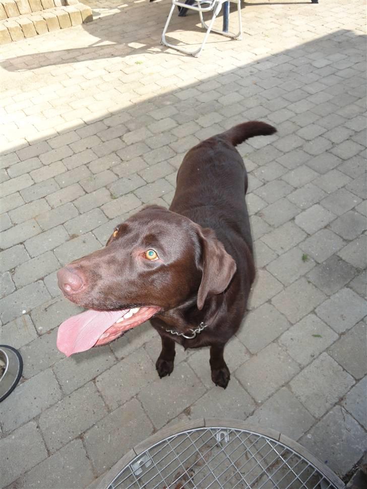 Labrador retriever Balder billede 4