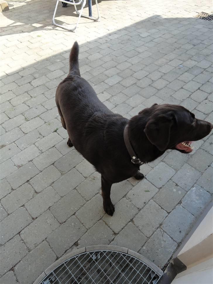 Labrador retriever Balder billede 5