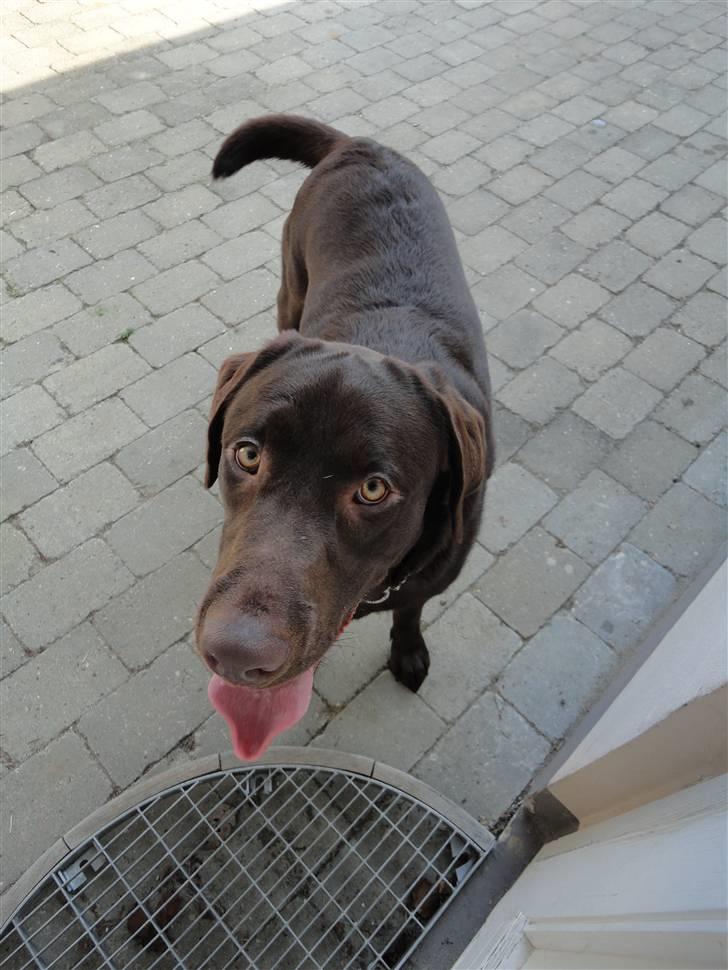 Labrador retriever Balder billede 6