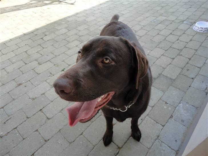 Labrador retriever Balder billede 7