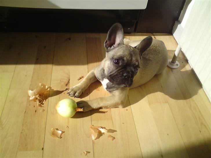 Fransk bulldog Leopold - Hvad har jeg nu gjort moar? :) billede 10