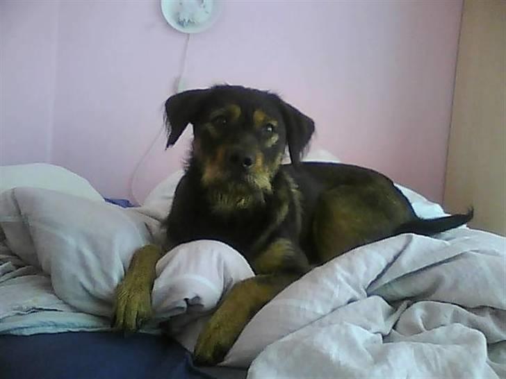 Blanding af racer simoe billede 5