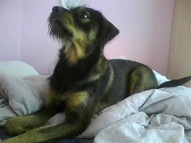 Blanding af racer simoe billede 6