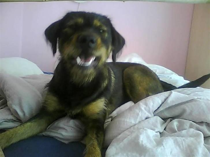 Blanding af racer simoe billede 7