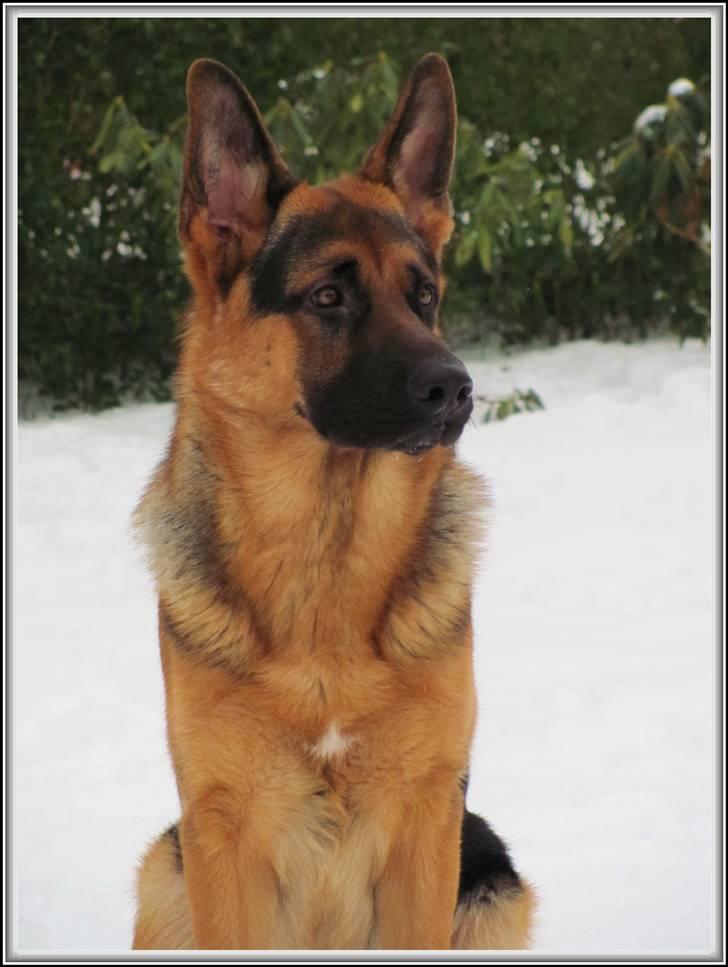 Schæferhund - "Bjarli oliver" - King - King nyder al den dejlige sne :) billede 19