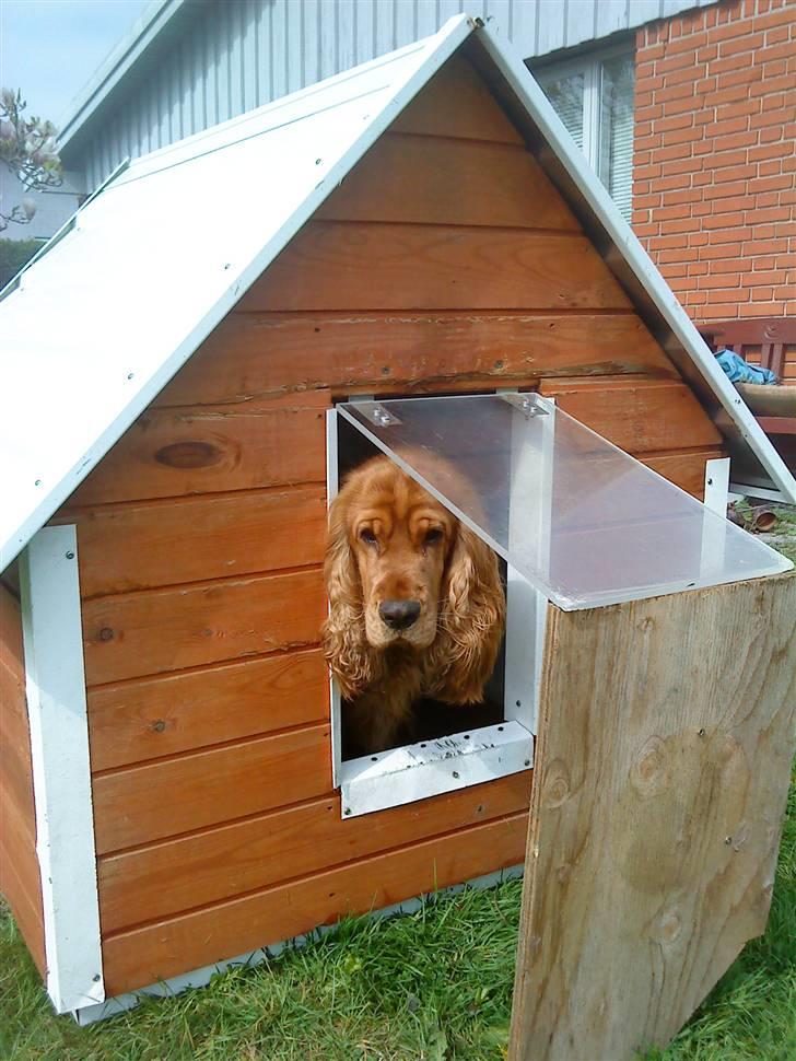 Cocker spaniel Walder RIP - Walder skal lige lære at skubbe til lågen billede 15