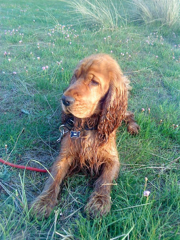 Cocker spaniel Walder RIP - Endelig en strandtur. Walder ligger og skuer over stranden og de andre hunde. billede 16