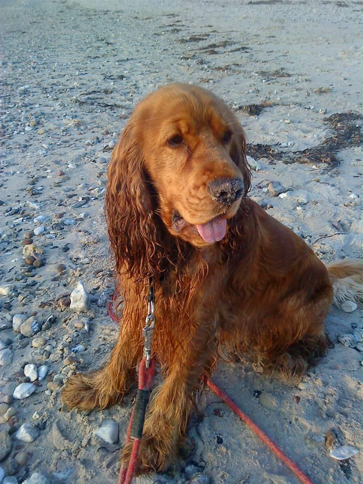 Cocker spaniel Walder RIP - Sand på næsen og hele pelsen billede 17