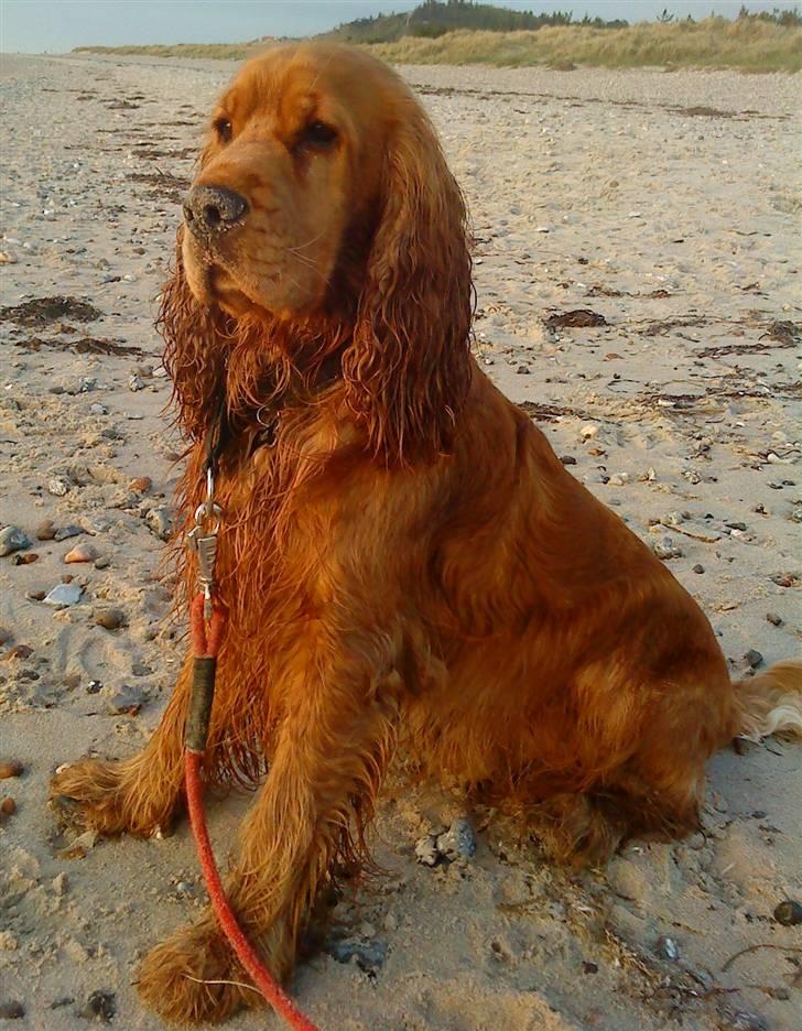 Cocker spaniel Walder RIP - Kong Walder billede 18