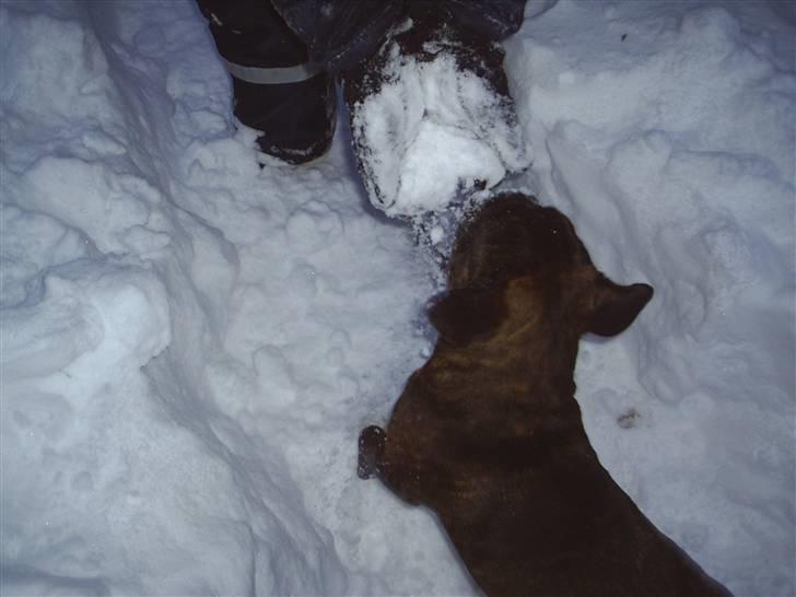 Fransk bulldog Rocky billede 18