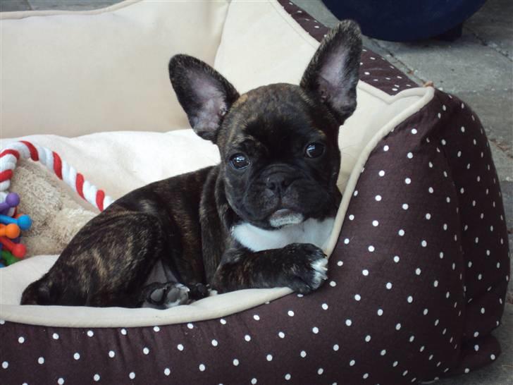 Fransk bulldog Maggi - Fra i sommers! :)  billede 1