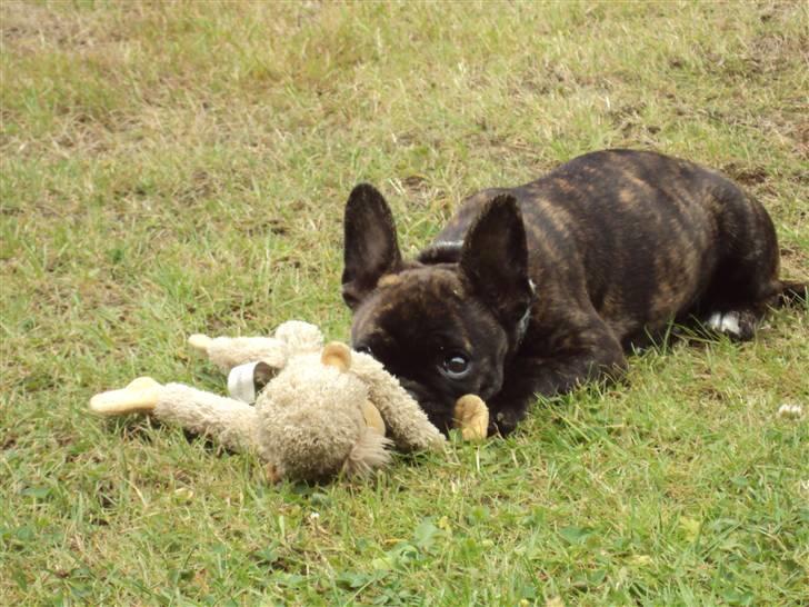 Fransk bulldog Maggi - Fra i sommers! :)  billede 2