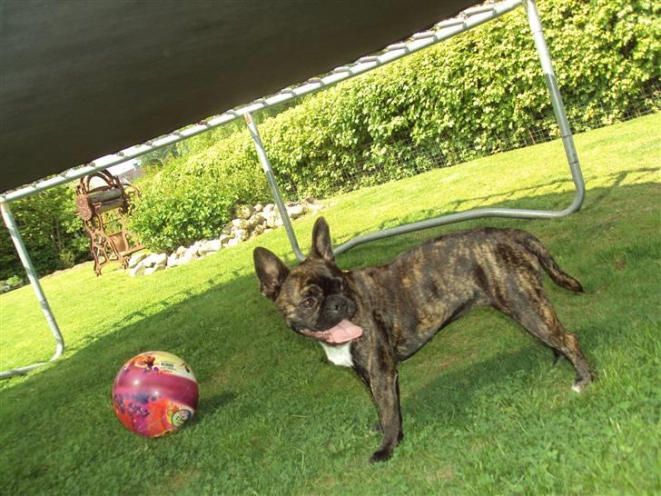 Fransk bulldog Maggi - Min lille Baby! :)  billede 4