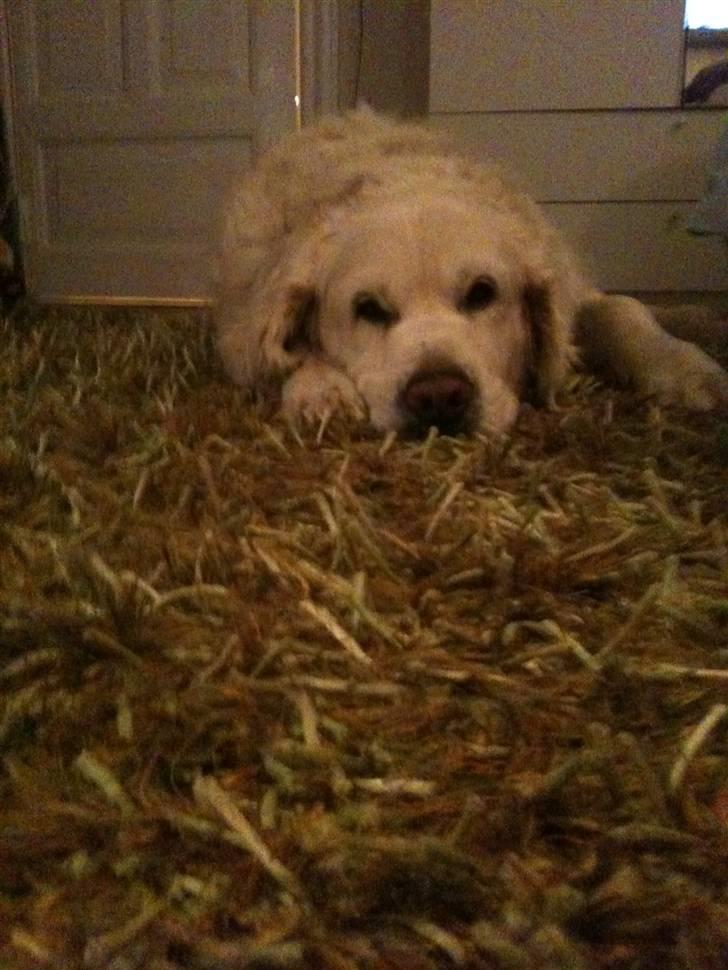 Golden retriever Simba billede 20