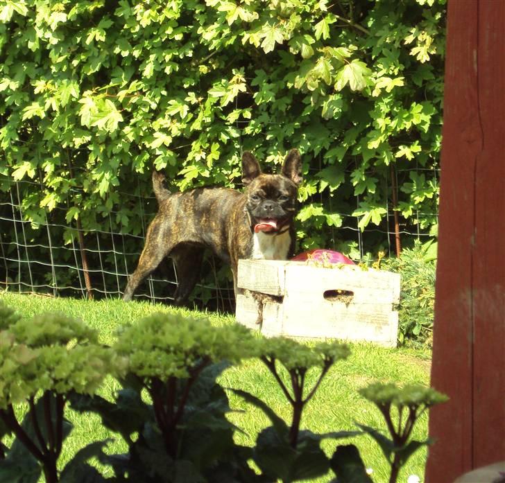 Fransk bulldog Maggi - :)  billede 5