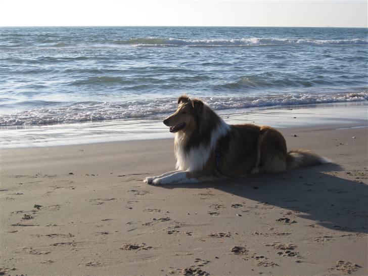Collie langhåret Lassies American Fellow (Himmelhund) - Tornby Strand, Maj 2010 billede 13